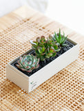 Three assorted succulents in a white rectangular gift box with black gravel on a woven rattan surface. - Image 