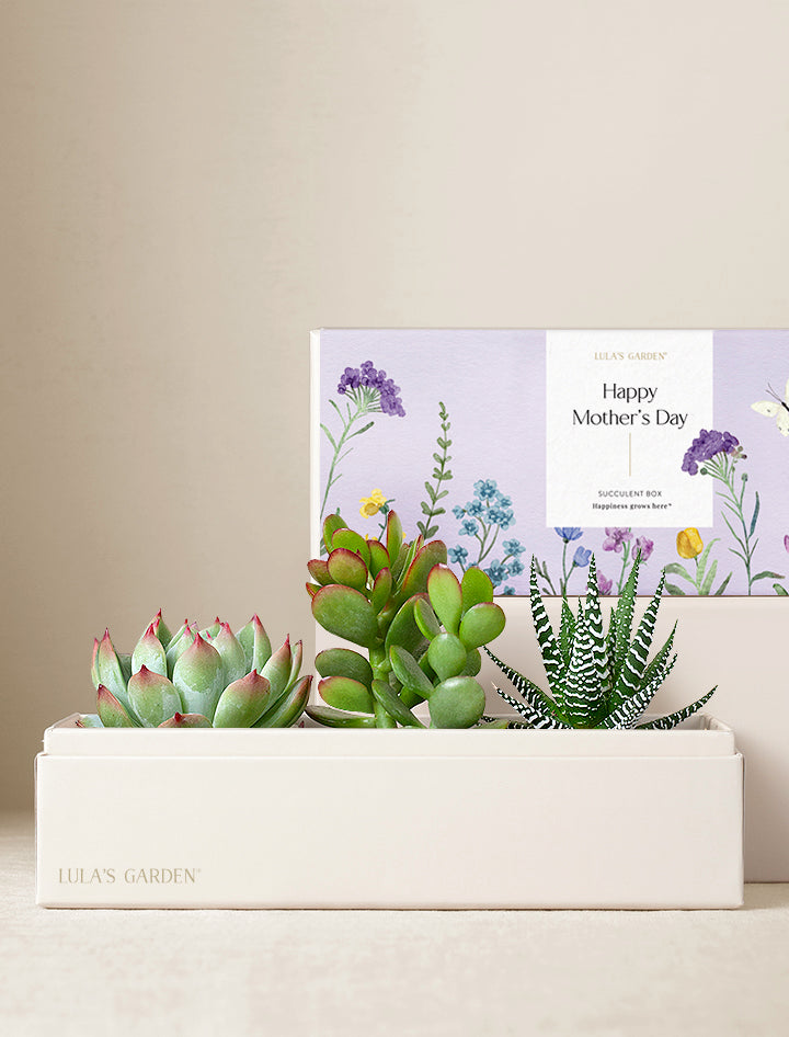 succulents box mother of thousands kalanchoe 2 inch Mother's Day Gifts | Succulent Gardens | Lula's Garden