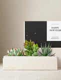 Three assorted succulents in a cream-colored gift box with a black Happy New Year sleeve featuring gold star accents. - Image 
