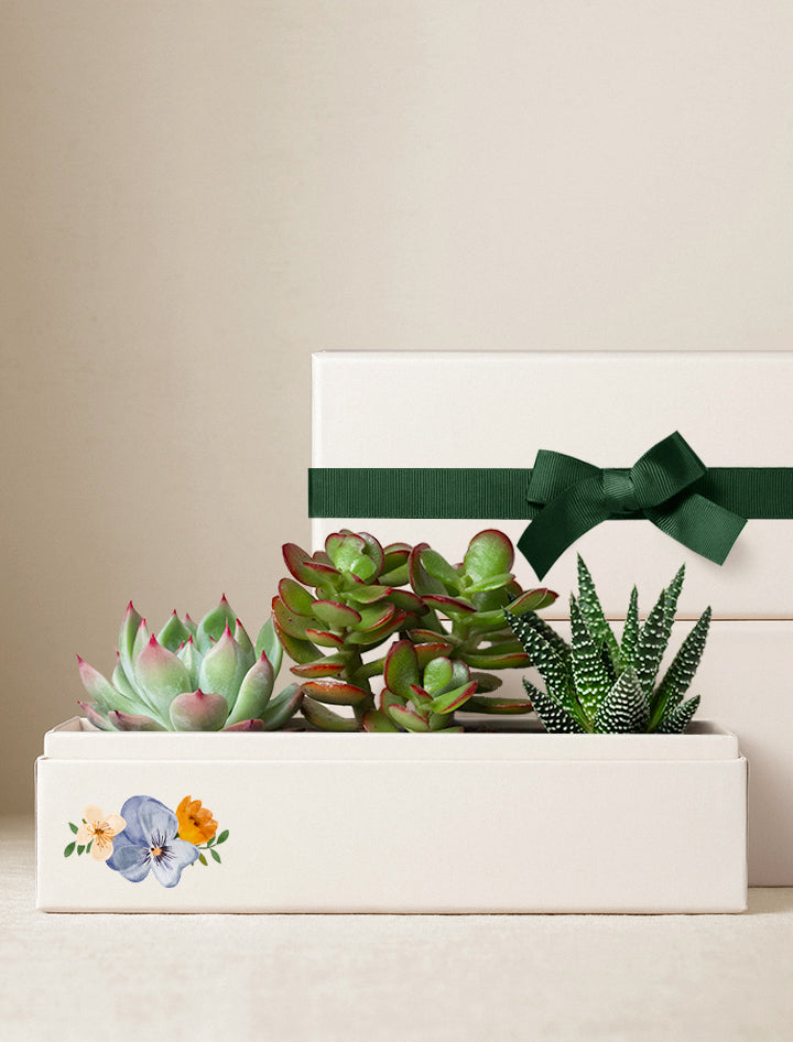 jewel succulents Jewel Succulent Garden | Spring Plant Gifts