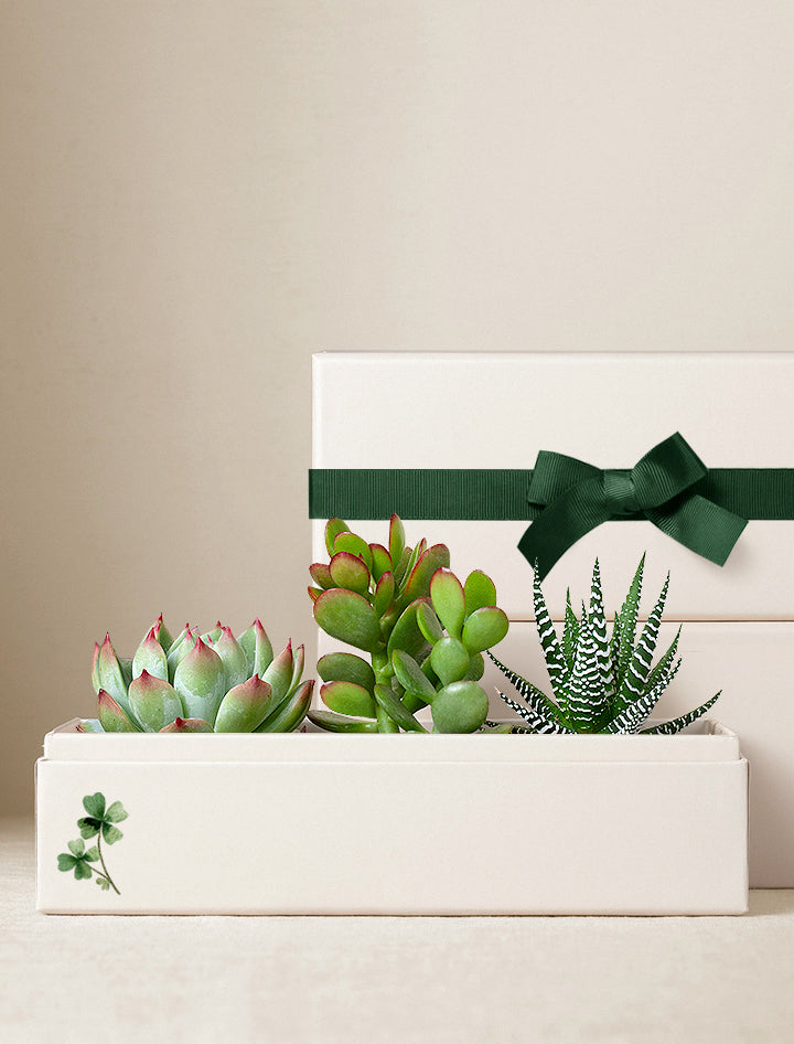 send a succulent plant St Patrick's Day's Gift | Succulent Gift