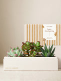 Three assorted succulents in a cream-colored Lula's Garden box with a striped Happy Thanksgiving sleeve. - Image 