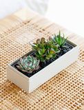 Three assorted succulents in a rectangular cream gift box with black decorative stones on a woven rattan surface. - Image 