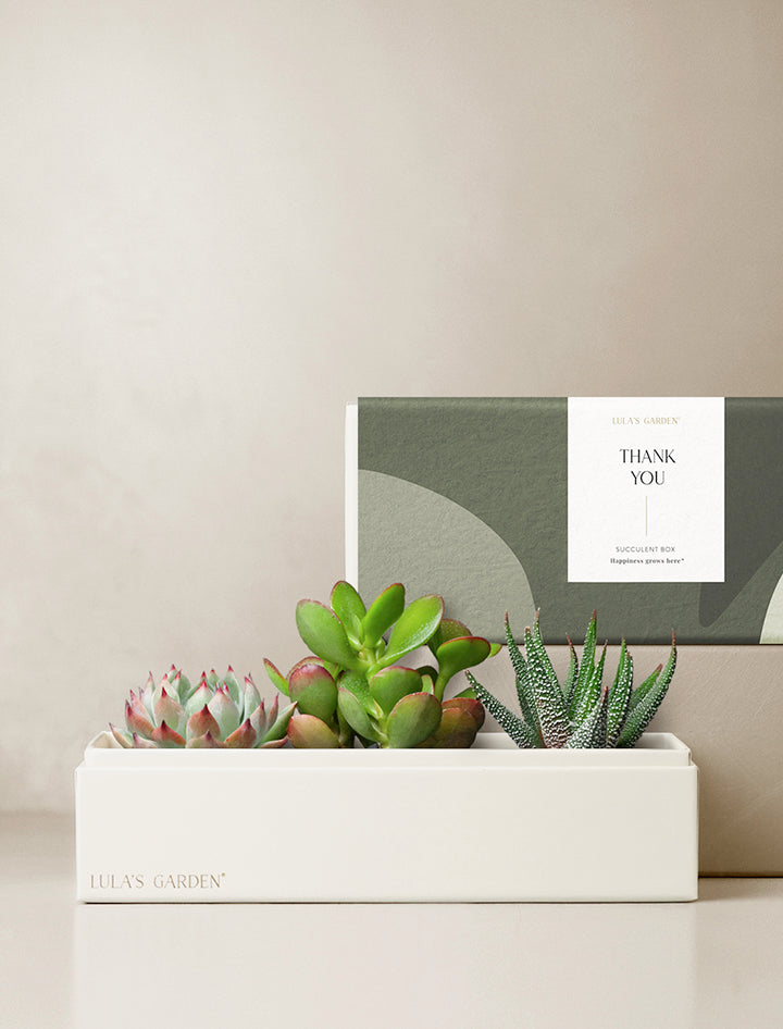 succulent thank you Succulent Arrangement | Succulent Gifting