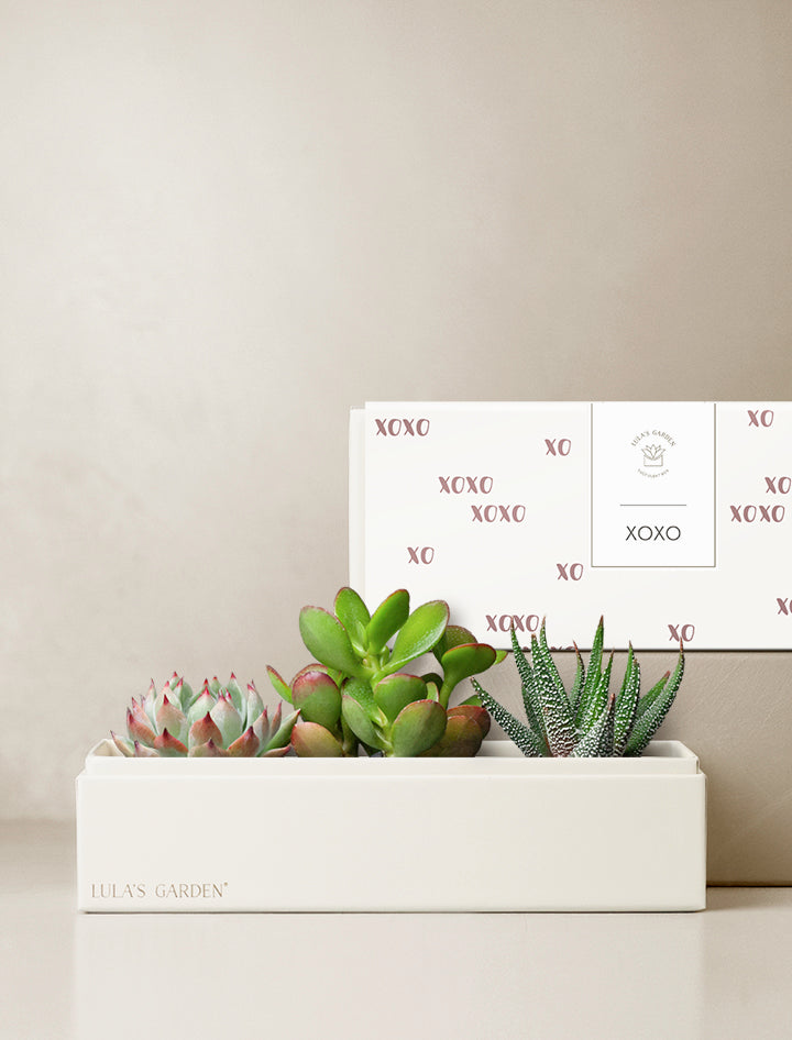 h&y succulent garden inc XO Mystery Garden l Succulent Gift l Unique Love Gifts – Lula's Garden