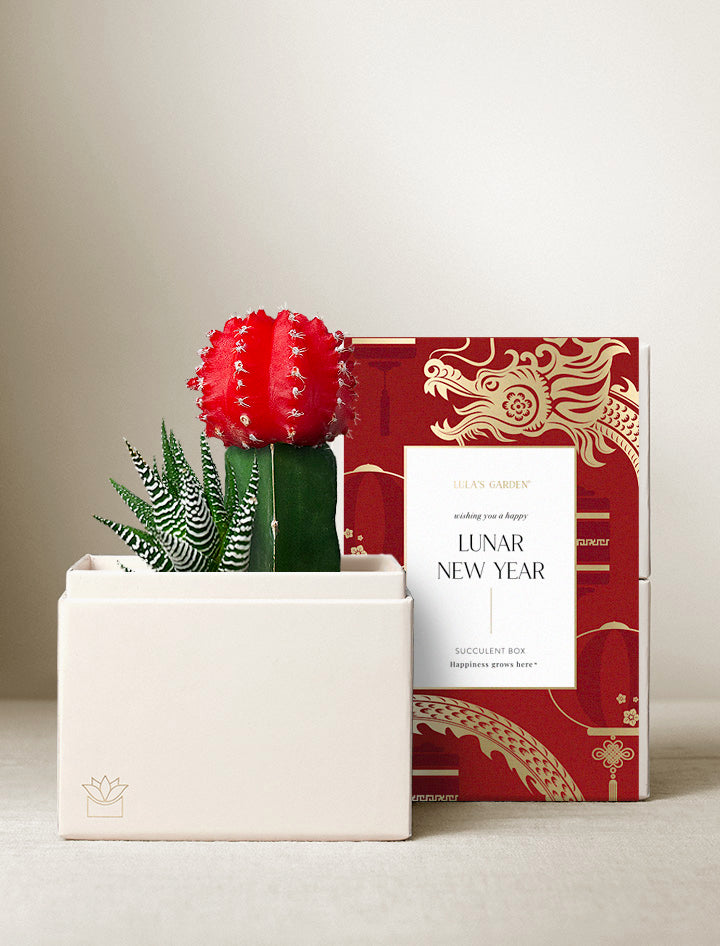 New Year's Joy Garden | Best New Year's Gift 2025 | Succulent