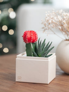 Holiday Joy Garden