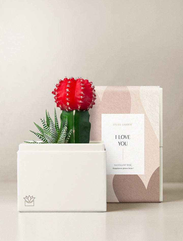 joy succulents Succulent Gift Delivery | Joy Succulent Garden