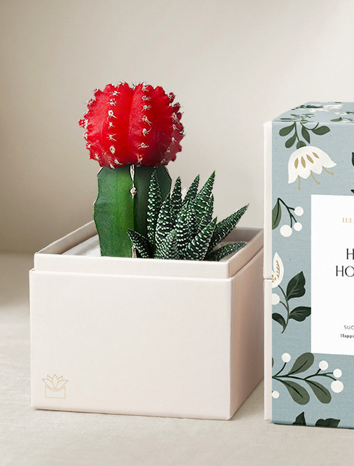 joy succulents Succulent Gift Delivery | Joy Succulent Garden