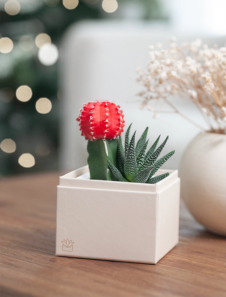 Christmas Joy Garden