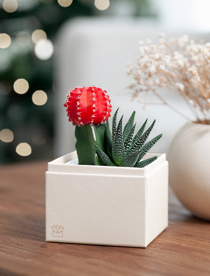 Christmas Joy Garden