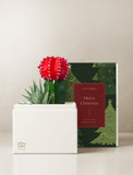 A white gift box holding a bright red cactus and green succulent, placed beside a decorative gift box printed with floral illustrations and the text 'Merry Christmas' and 'Lula's Garden. - Image 