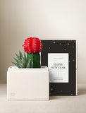 Vibrant red moon cactus and striped haworthia in a cream-colored gift box next to a black Happy New Year sleeve. - Image 