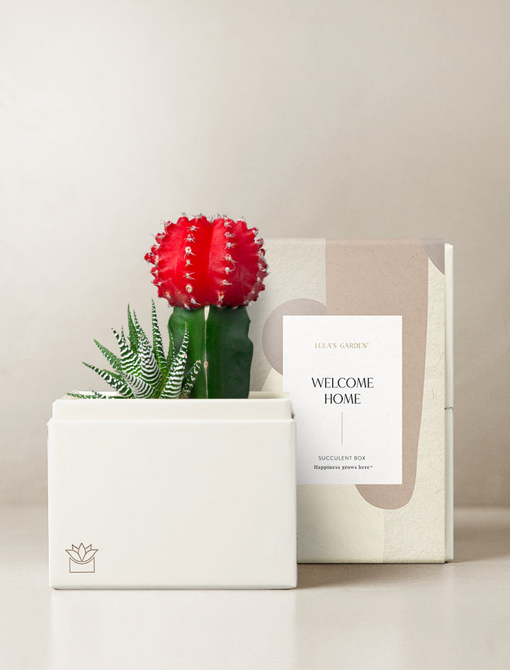 succulents box shipping Succulent Gift Delivery | Ray Succulent Garden
