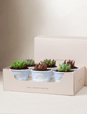 Lula's Favors 6-Pack Succulents - Just Engaged - Image 