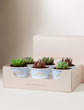 Lula's Favors 6-Pack Succulents - Just Engaged - Image 