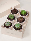 Lula's Favors 6-Pack Succulents - Just Married - Image 