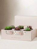 Lula's Favors 6-Pack Succulents - Just Married - Image 
