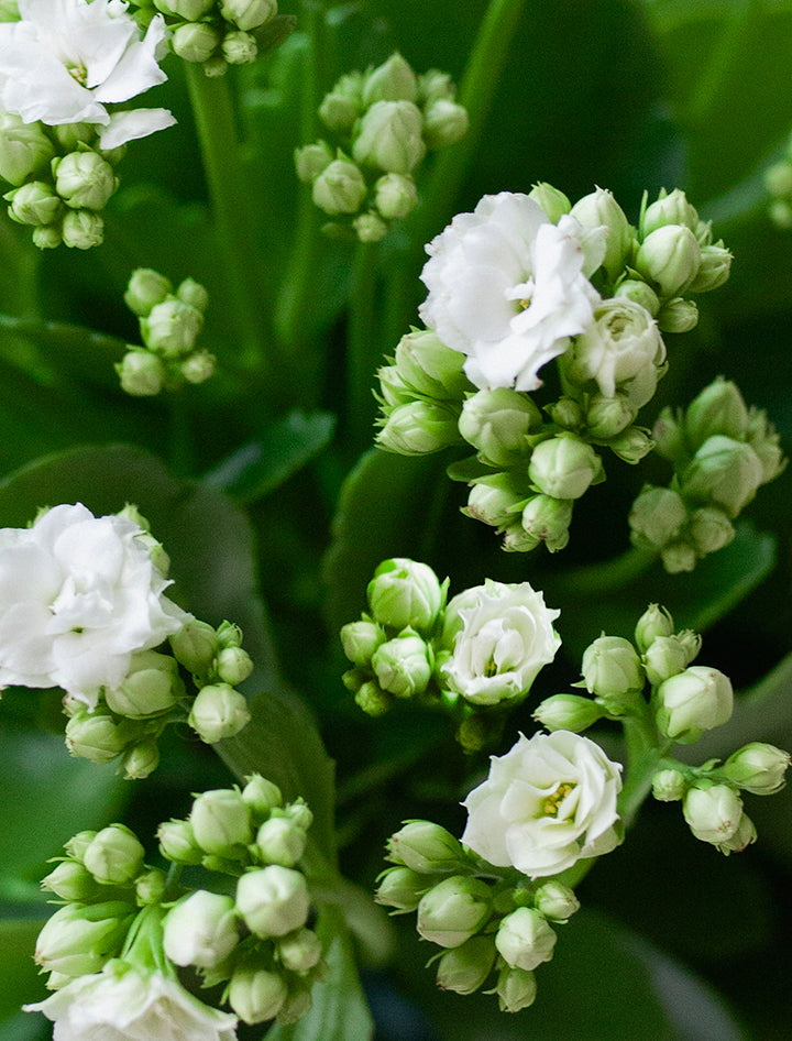 Holiday Kalanchoe Garden