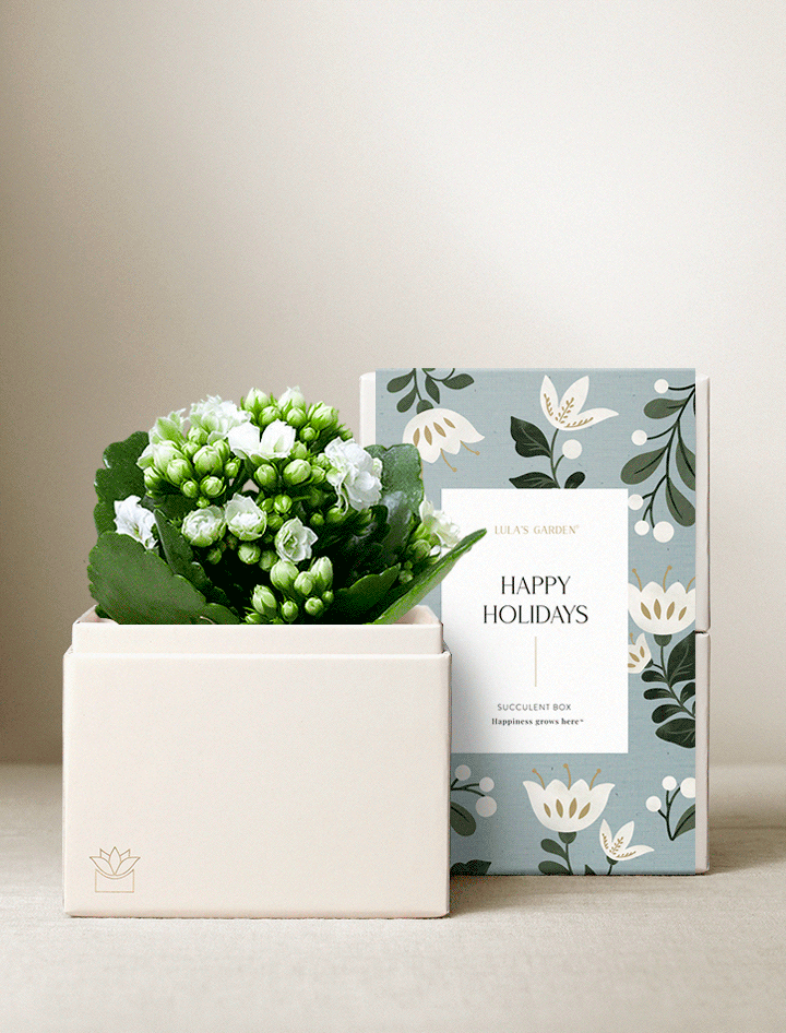 Holiday Kalanchoe Garden