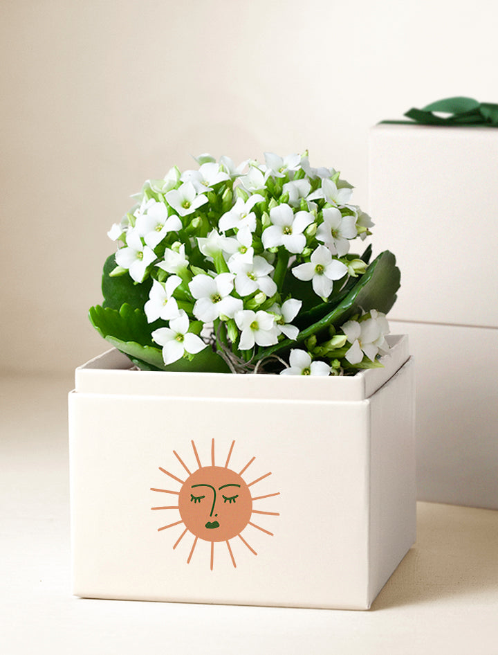 Summer Sun White Kalanchoe Garden