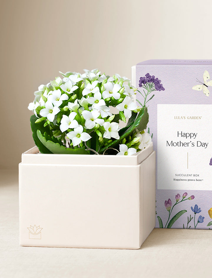Mother's Day Gifts | Succulent Gardens | Lula's Garden