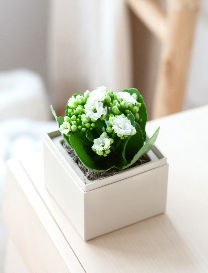 succulents box mother of thousands kalanchoe 2 inch Mother's Day Gifts | Succulent Gardens | Lula's Garden