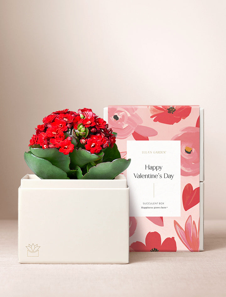 Valentine's Day Red Kalanchoe Garden