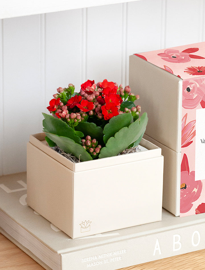 Valentine's Day Red Kalanchoe Garden