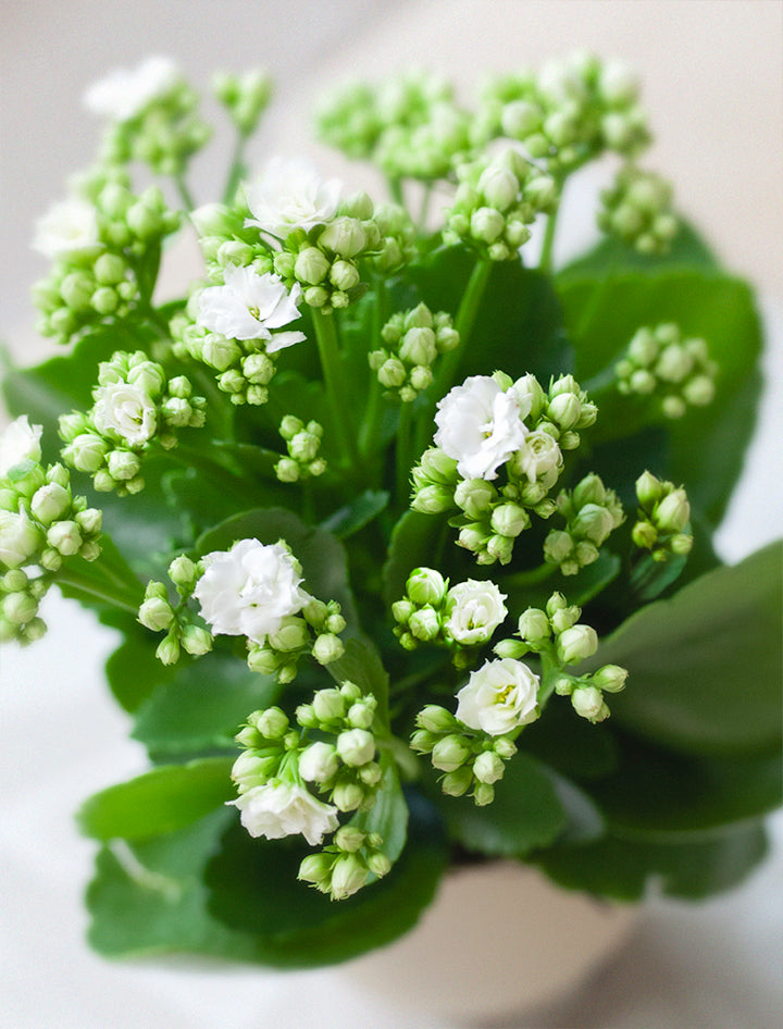 Mother's Day White Kalanchoe Plant