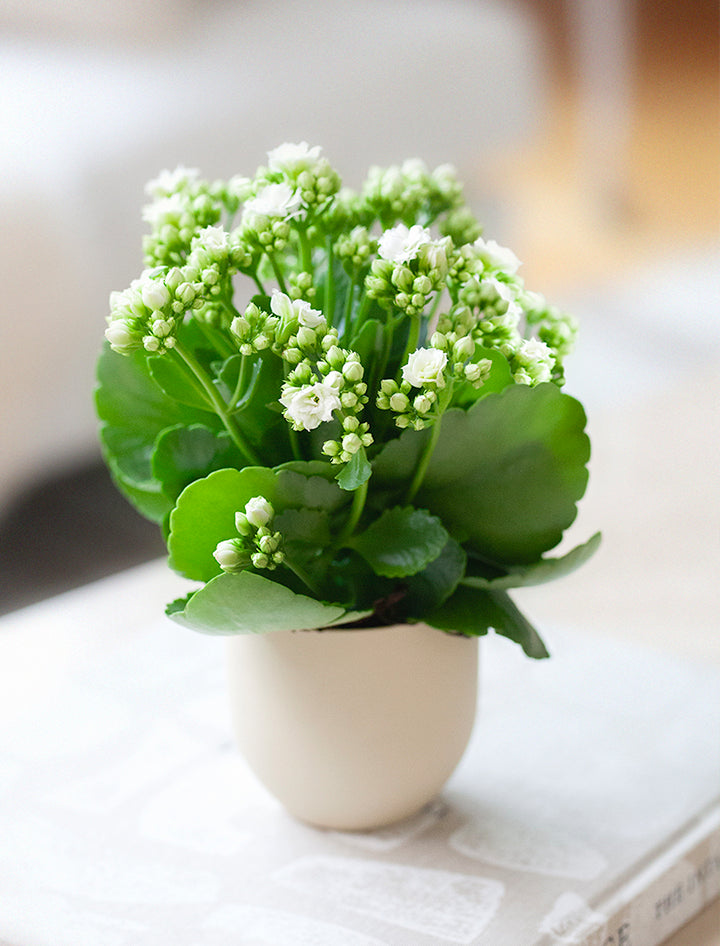 Mother's Day White Kalanchoe Plant