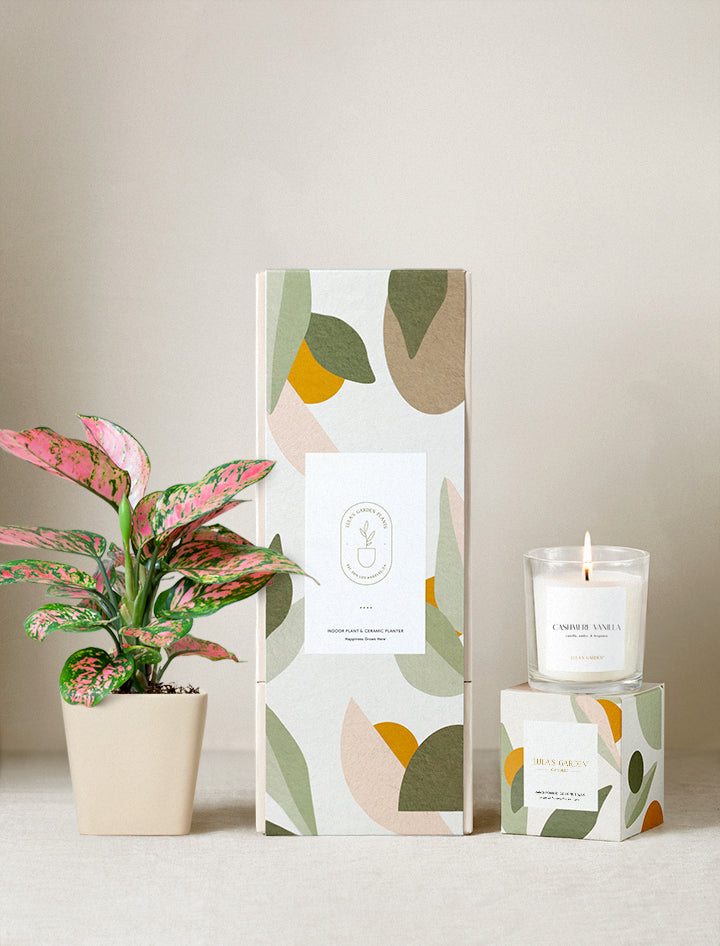 gift house plants Everyday Gift | Plant Gifts