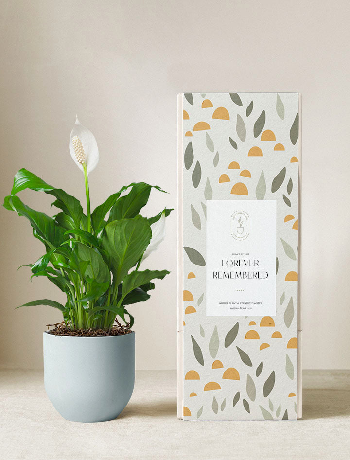 Forever Remembered Peace Lily Plant