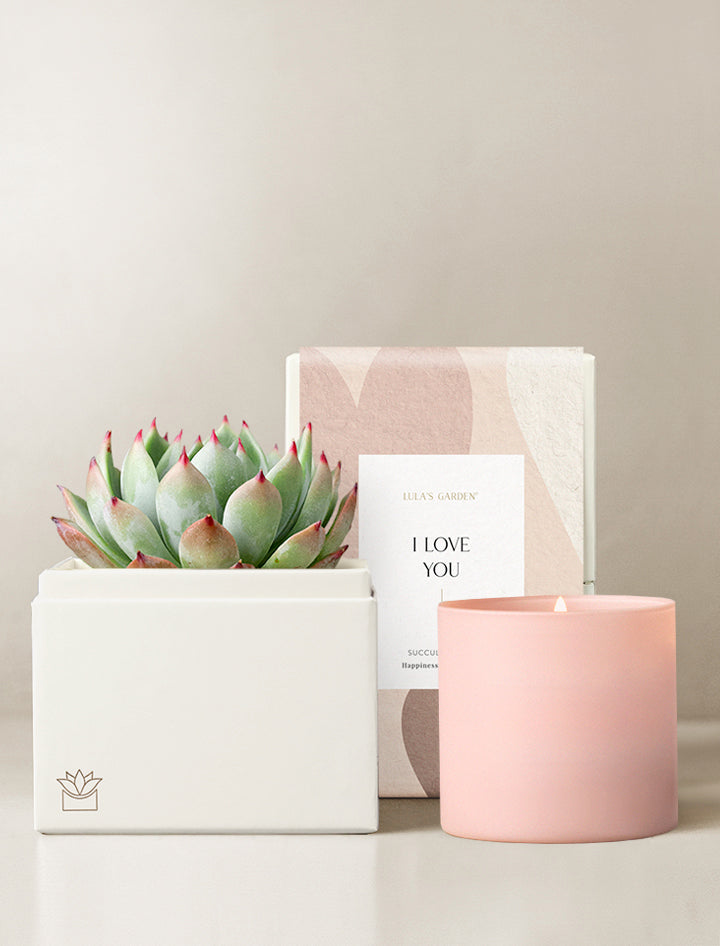 Urban Garden | Gifts For Plant Lovers | Lula's Garden Succulent Box
