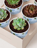 Lula's Favors 6-Pack Succulents - In Loving Memory - Image 