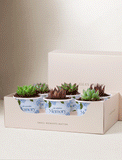Lula's Favors 6-Pack Succulents - In Loving Memory - Image 