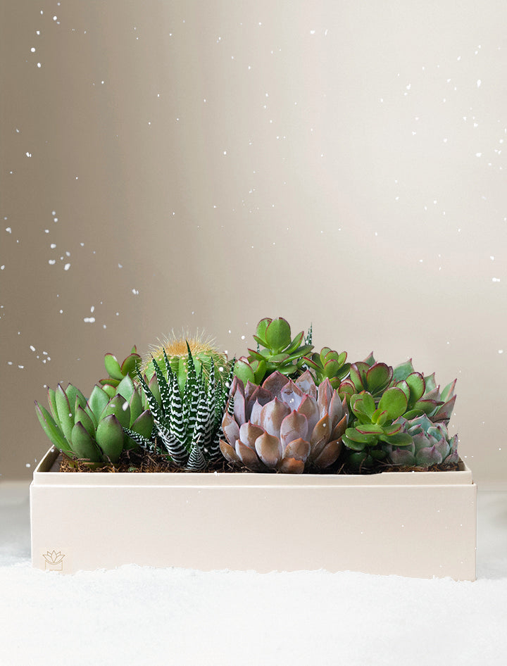 Christmas Lush Garden