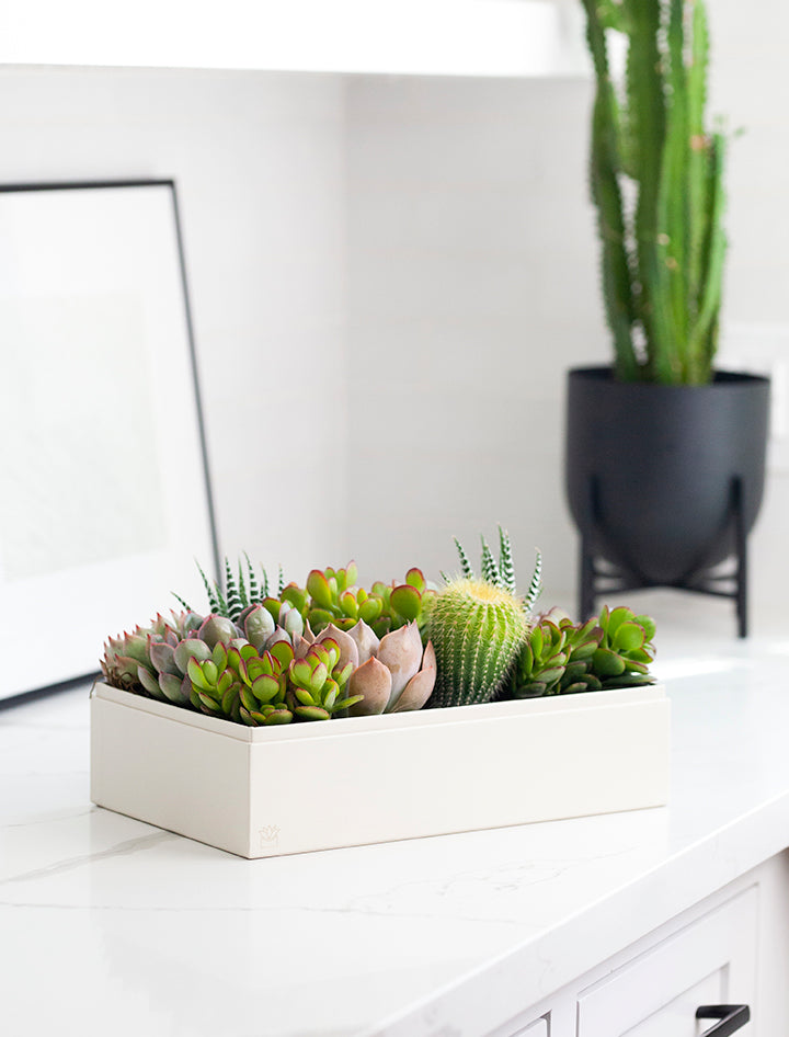 lush succulents The Lush Garden | Succulent Gift