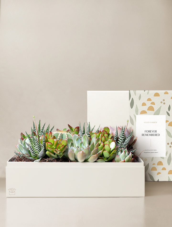 premier succulents etsy Succulent Gift Plant Delivery | Forever Remembered Lush Garden by Lula's Garden
