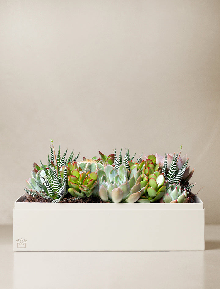 succulents shipped to me Succulent Gift Plant Delivery | Forever Remembered Lush Garden by Lula's Garden