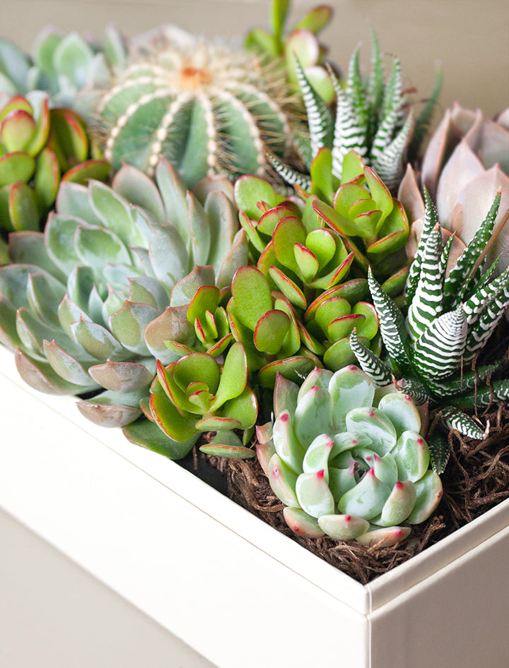 in loving memory succulents Succulent Gift Plant Delivery | Forever Remembered Lush Garden by Lula's Garden