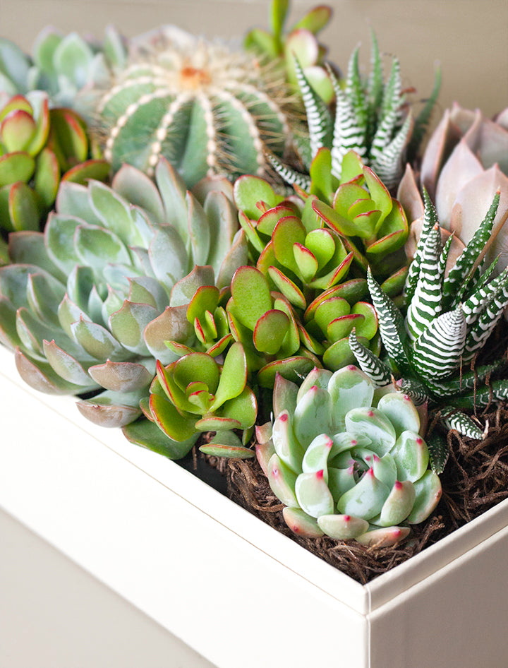 buy indoor succulent garden Succulent Gift