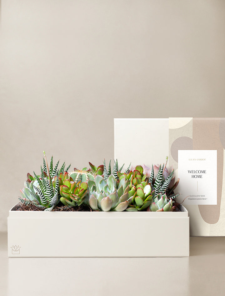 Home Sweet Home, House Warming Gifts, New Home Gift Ideas, Succulent Gift  Box, New Home Housewarming Gift, Housewarming Gift Box XFF1 