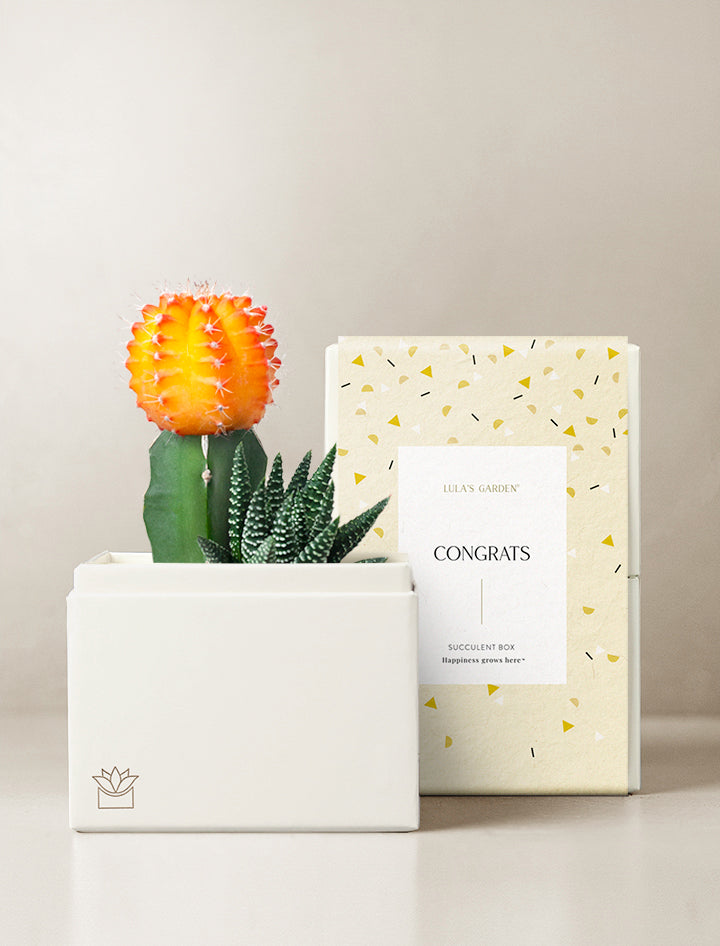 lulus garden succulent box Succulent Gift Delivery | Lux Succulent Garden