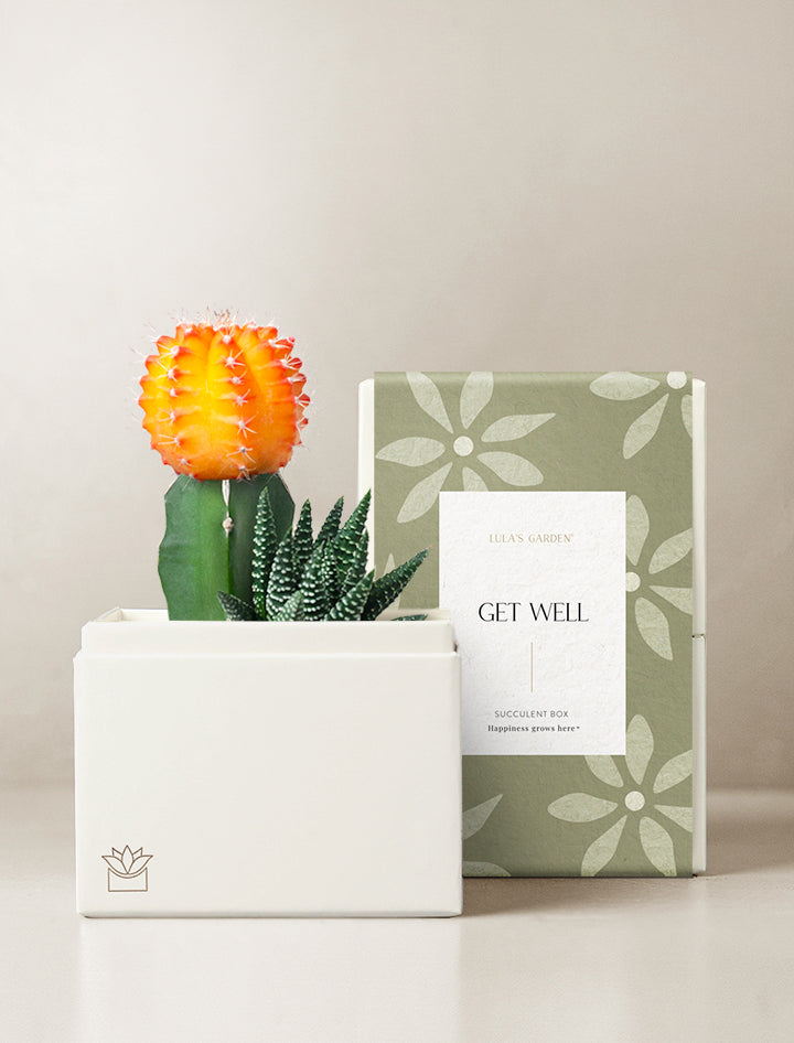 succulent gift box delivery Succulent Gift Delivery | Lux Succulent Garden