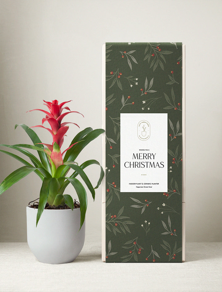 Christmas Red Bromeliad Plant