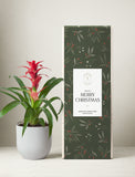 Christmas Red Bromeliad Plant