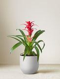 Christmas Red Bromeliad Plant