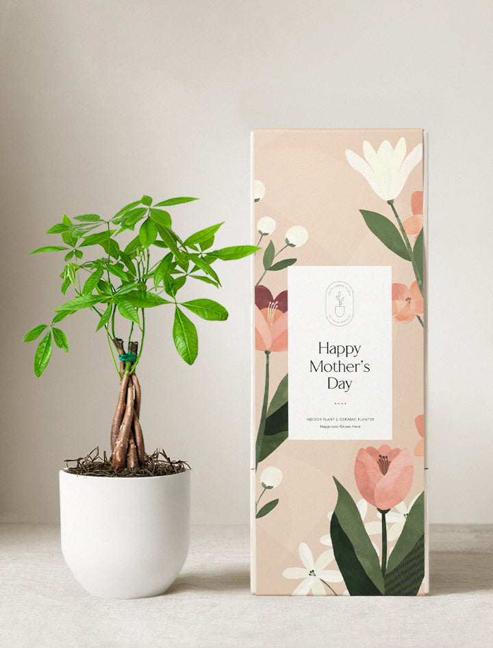 Money Tree Plant