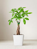 Lunar New Year Money Tree - Image 